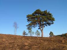 Lonely Pine. Royalty Free Stock Photography