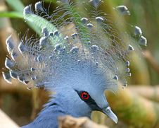 Victoria Crowned Pigeon 2 Royalty Free Stock Photo
