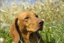 Hungarian Vizsla In The Meadow Royalty Free Stock Photography