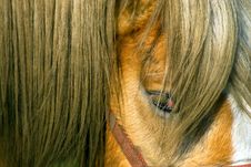 Close-up Of A Horse Stock Photography Close-up Of A Horse Stock Photography