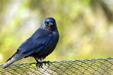 Blackbird Resting On Fence Royalty Free Stock Image Blackbird Resting On Fence Royalty Free Stock Image