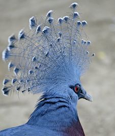 Victoria Crowned Pigeon 3 Royalty Free Stock Image Victoria Crowned Pigeon 3 Royalty Free Stock Image
