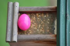 The Hidden Egg Stock Photos The Hidden Egg Stock Photos