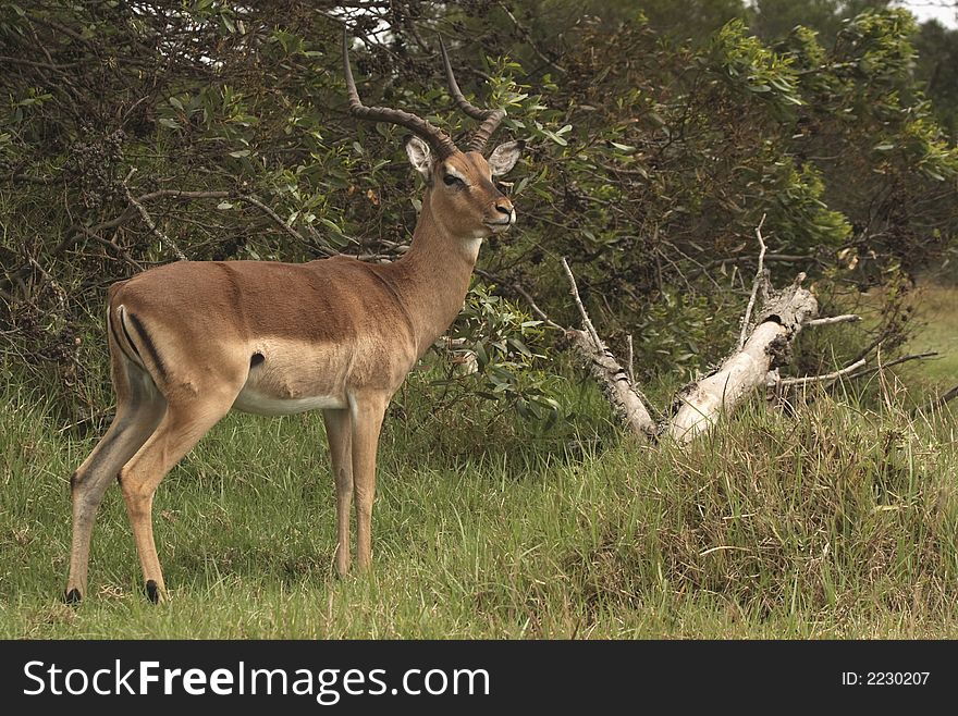 Male Impala stopping on the edge of bush. Male Impala stopping on the edge of bush