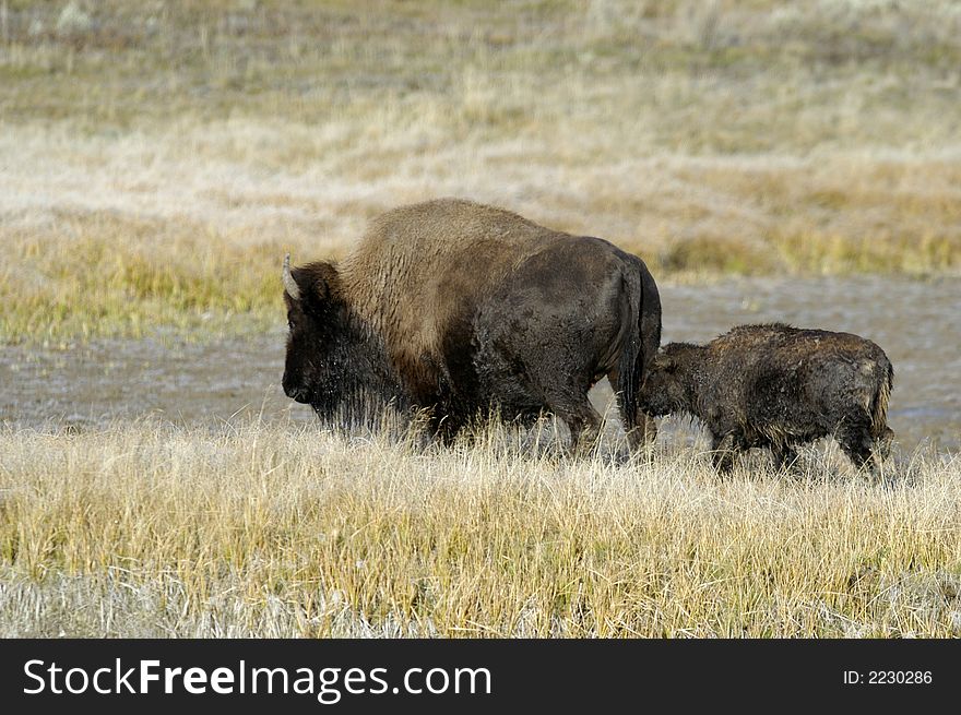 Buffalo and her calf walking in the grass in Yellowstone