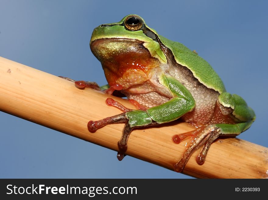 Little tree frog on the branch