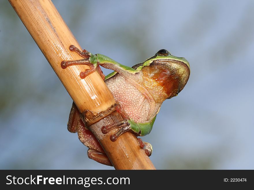 Little green tree frog on the branch. Little green tree frog on the branch