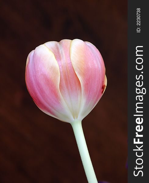 Single Pink Tulip Blossom Over A Dark Wooden Background. Single Pink Tulip Blossom Over A Dark Wooden Background