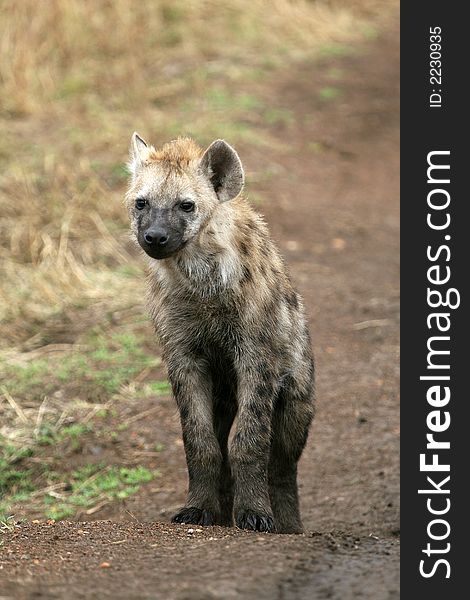 Portrait of Spotted Hyena Crocuta crocuta