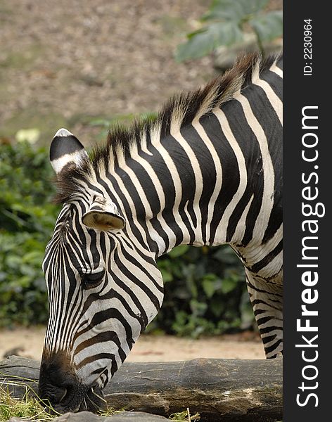 A Stunning head of a zebra. A Stunning head of a zebra