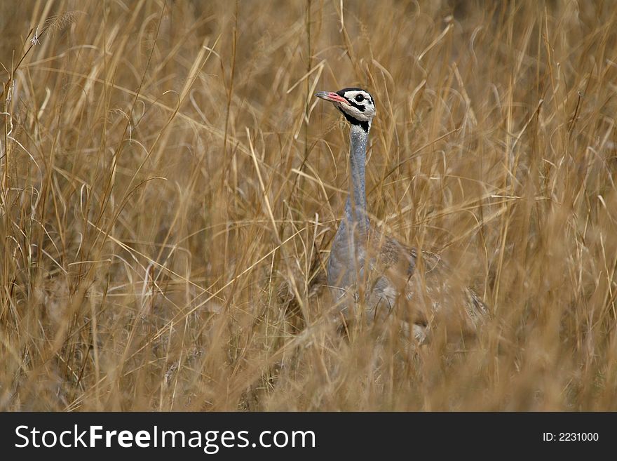 Bustard in Grassland