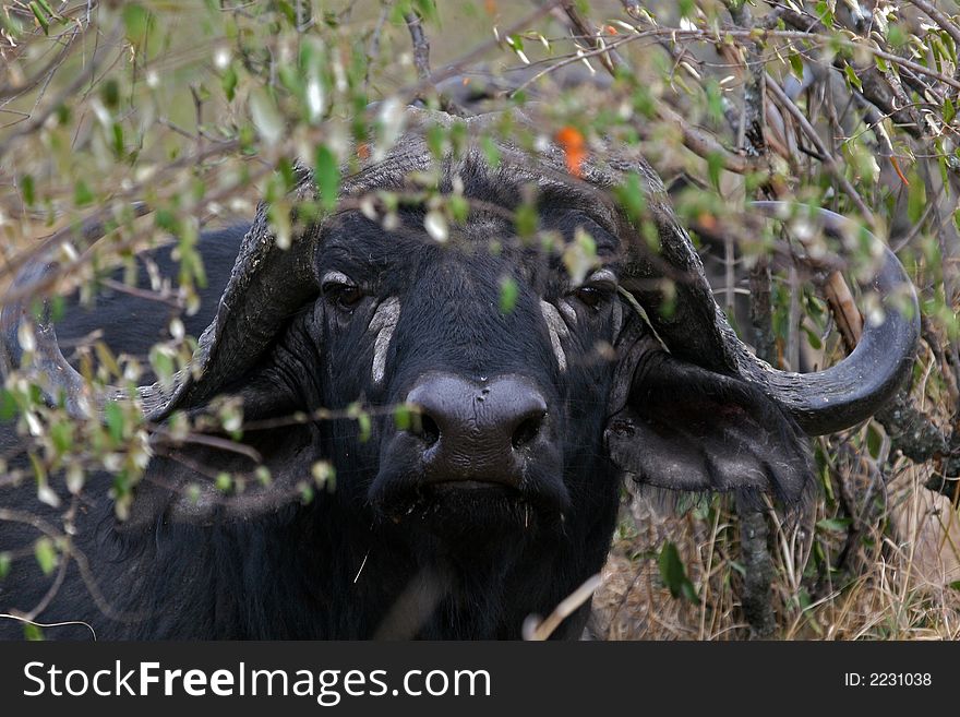 Portrait of African Buffalo hiding in Bush