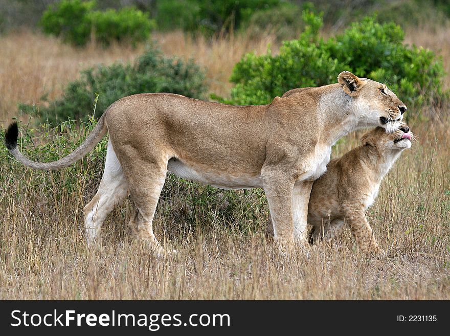 Lion cub making contact with mom. Lion cub making contact with mom