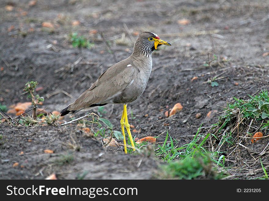 African Wattled Plover Vanellus senegallus lateralis