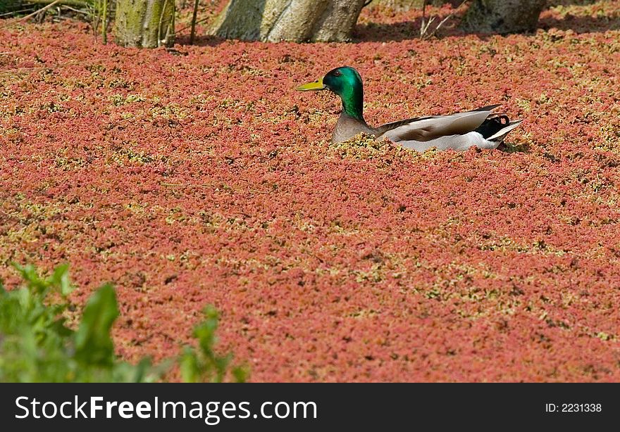 A lone duck swimming in a pond covered with red blossoms. A lone duck swimming in a pond covered with red blossoms