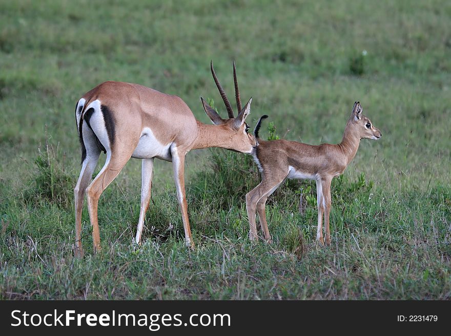 Gazelle Mother And Fawn