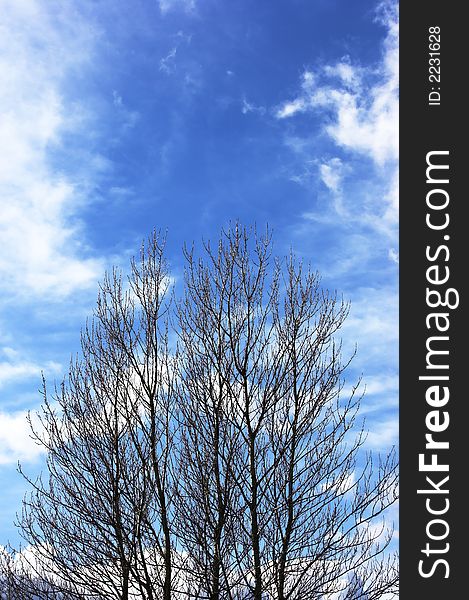 Trees And Blue Sky