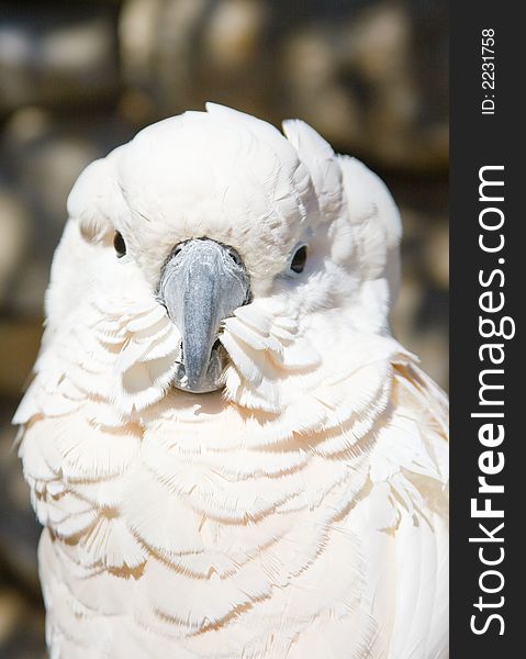 White parrot curiously looking in Portugal