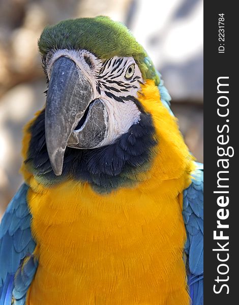 Yellow, blue, black, white and green colored parrot. Yellow, blue, black, white and green colored parrot