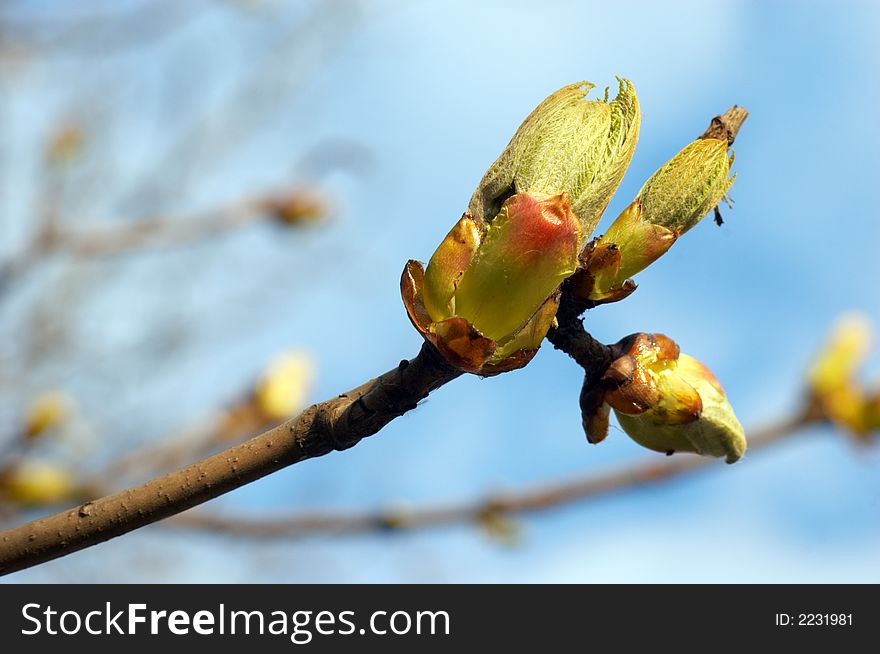 Horse-nut buds