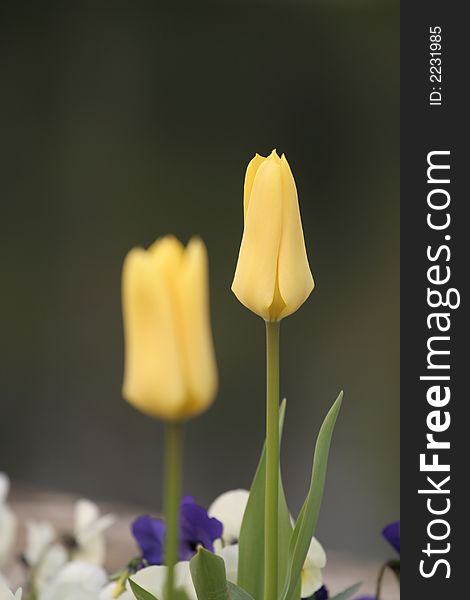 Tulips and other spring flowers different colors on blurry background. Tulips and other spring flowers different colors on blurry background