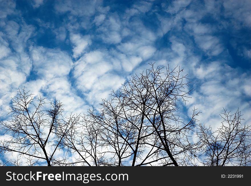 Tree branches on the sky