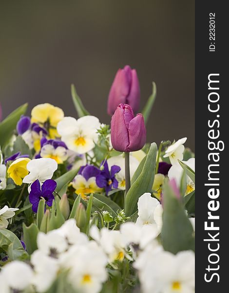 Tulips and other spring flowers different colors on blurry background. Tulips and other spring flowers different colors on blurry background