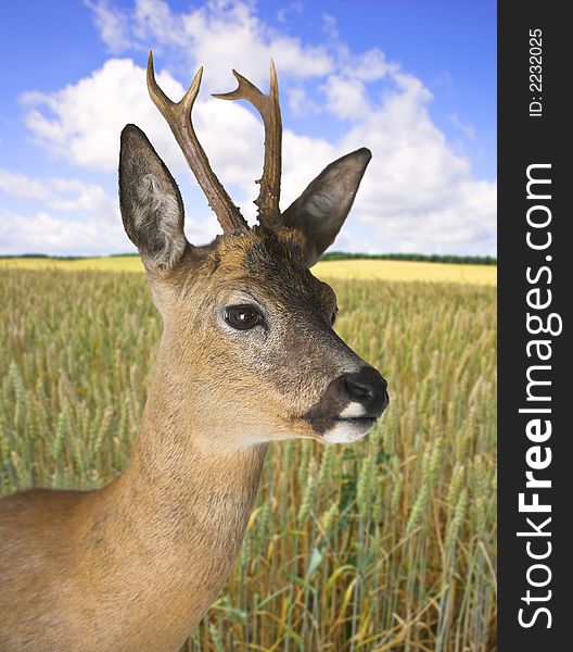 Young deer on a summer day