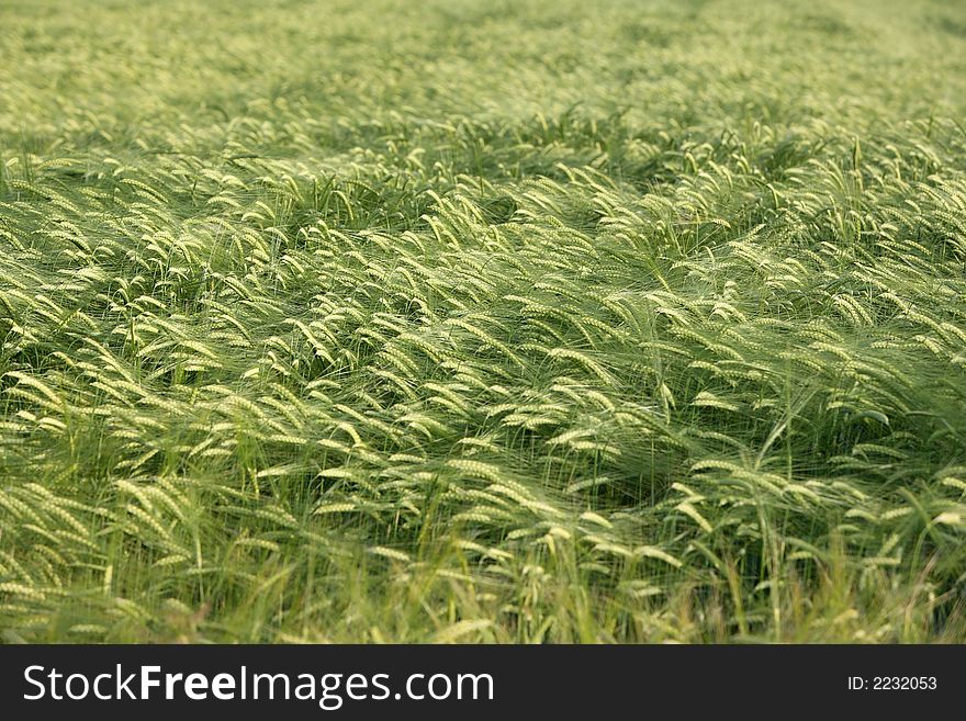 Crops field detail ideal for backgrounds. Crops field detail ideal for backgrounds