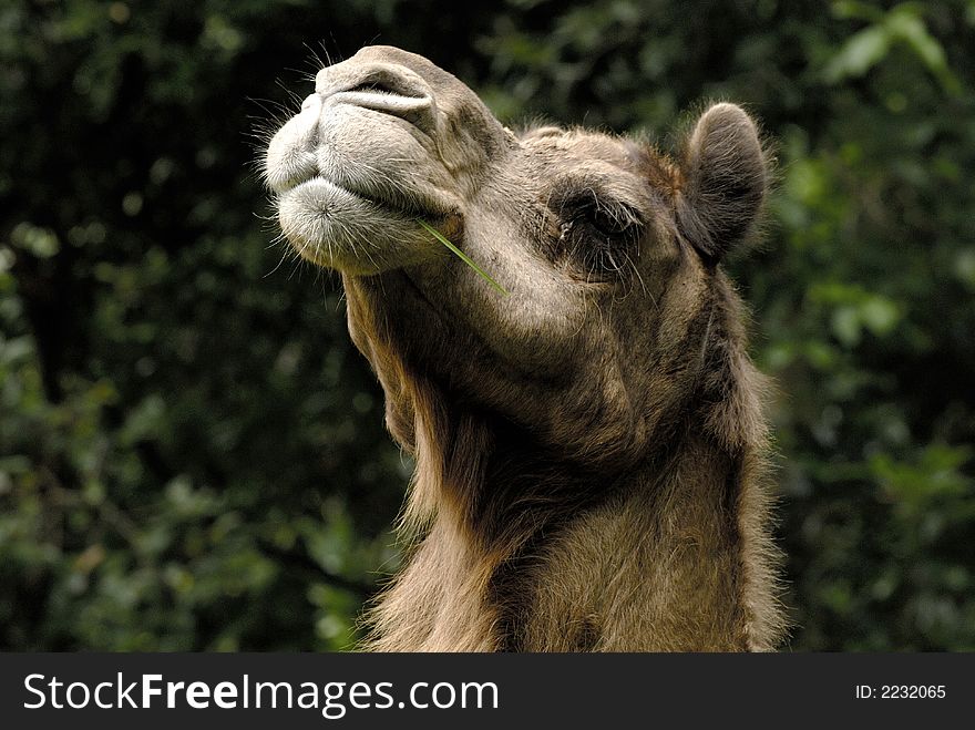 A proud camel raising up his head. A proud camel raising up his head