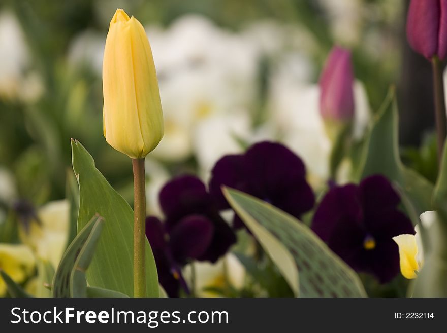 Yellow Tulips IV