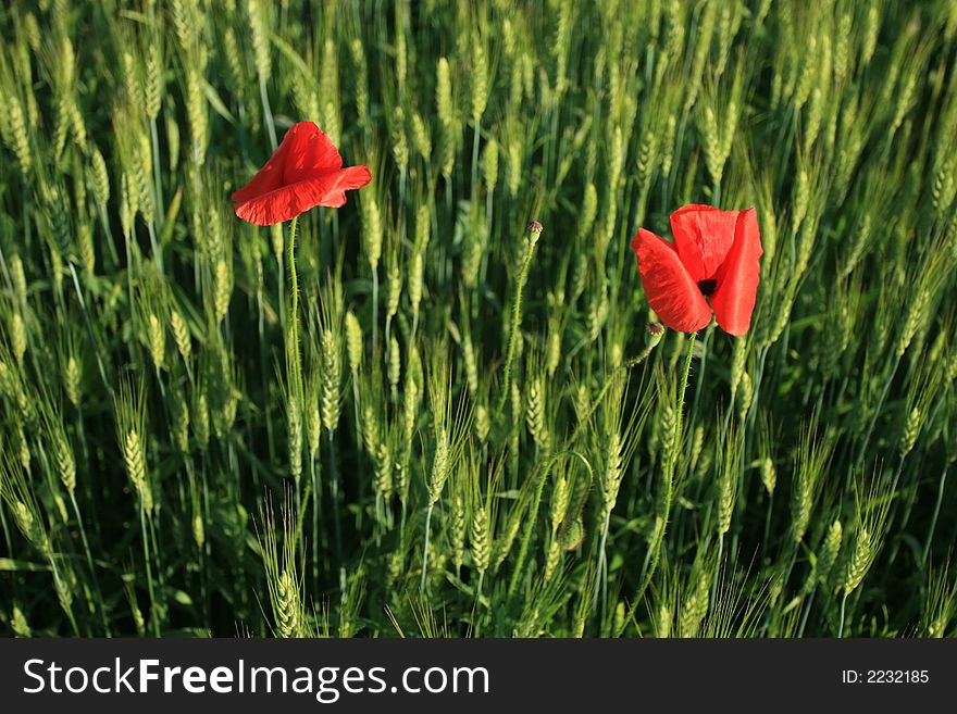 Two poppy flowers in a crops field