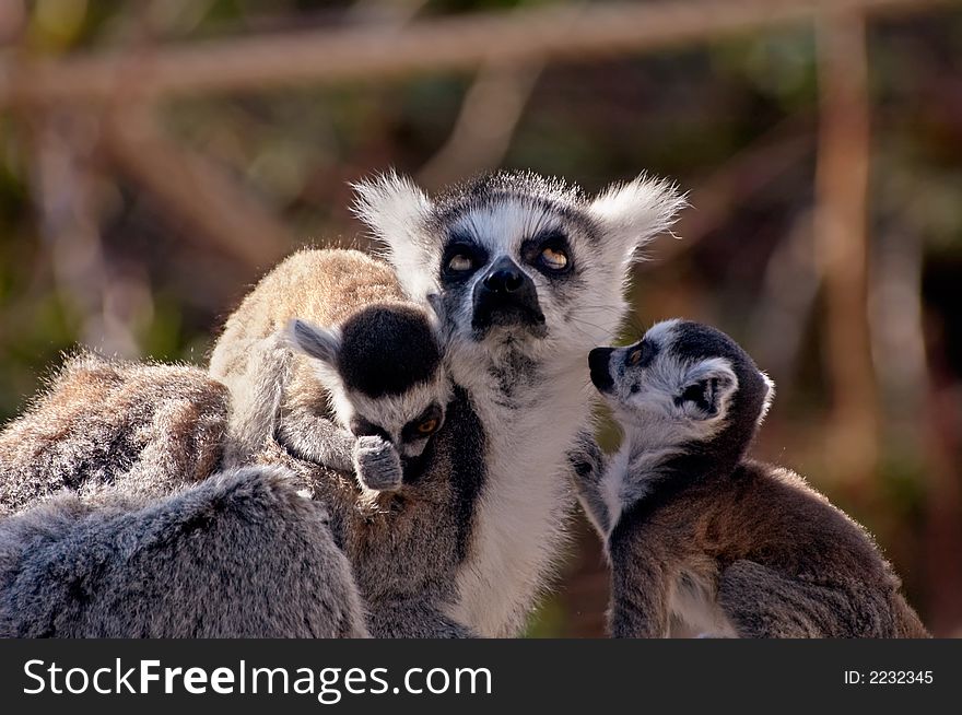 Cute baby ring-tailed lemurs with their mother in the middle