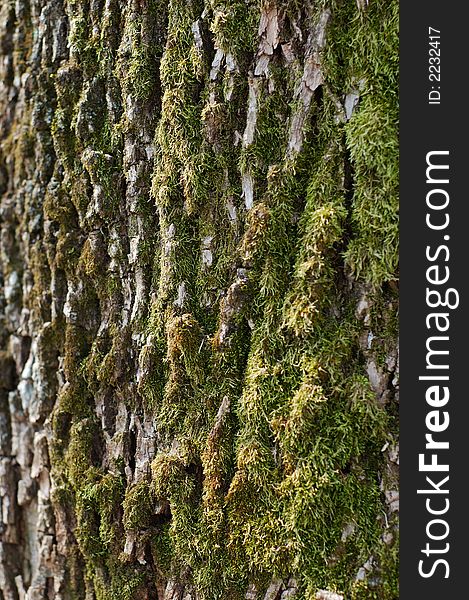 Close-up texture shot of tree bark and moss. Close-up texture shot of tree bark and moss.