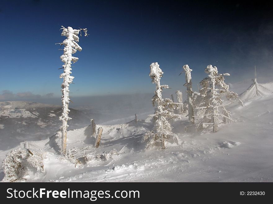 Frozen broken trees on the top of the mountain