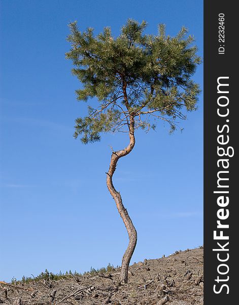 Lonely pine tree survived forest fire on the slope