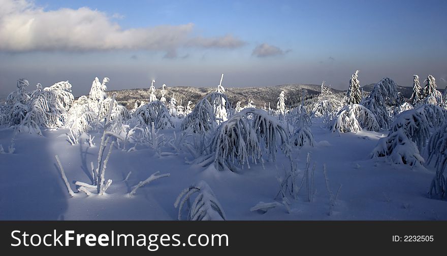 Frozen trees