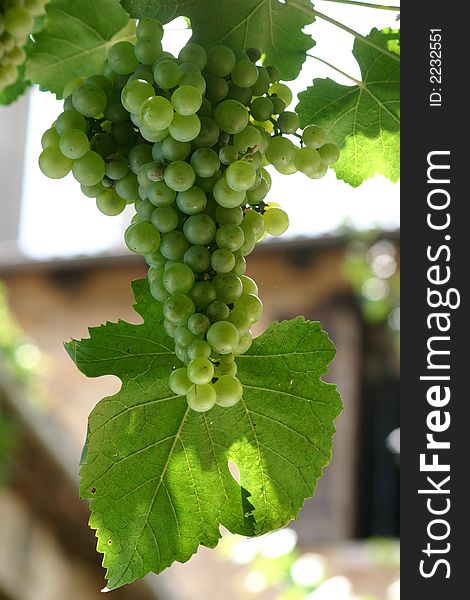 Bunch of grape with a vineleaf