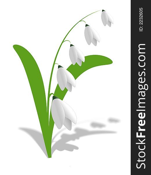 Flower - a lily of the valley, with green leaves on a white background. Flower - a lily of the valley, with green leaves on a white background.