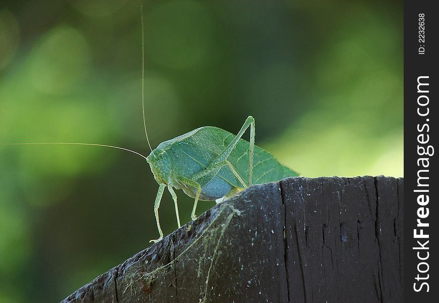 Closeup of a female Katydid peering from atop a stump. Closeup of a female Katydid peering from atop a stump.