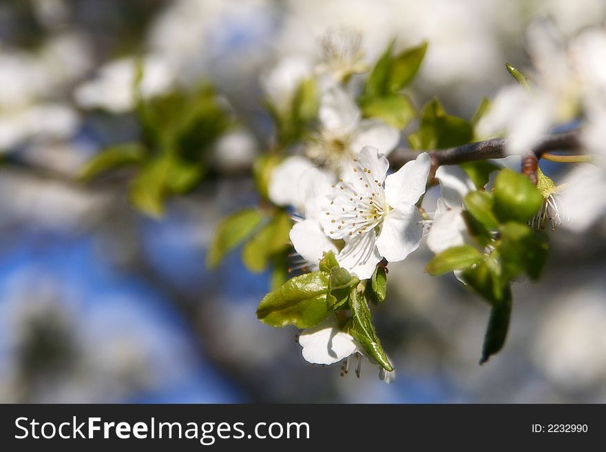 About spring and beautiful nature. About spring and beautiful nature