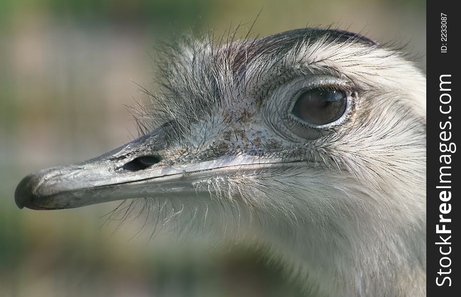 Close up of the head of an emu, a big Australian bird.