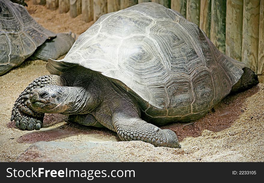 View of Giant Galapagos Tortoise. View of Giant Galapagos Tortoise