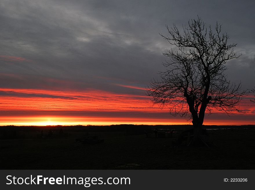 Tree on a background of red rising