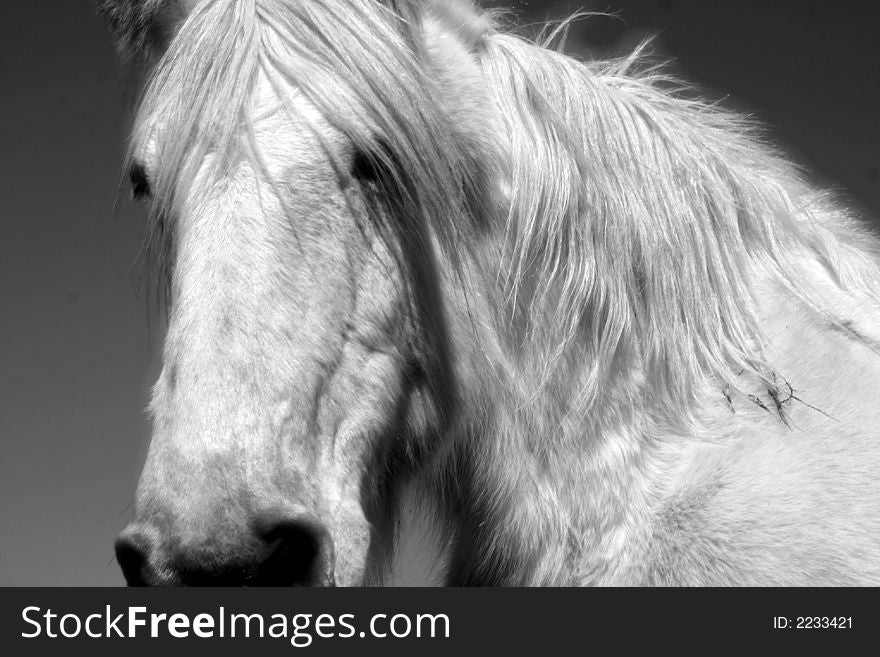 An image of a horse on a farm.