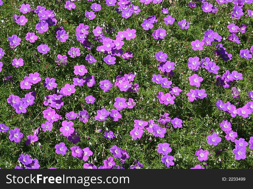 Carpet Of Flowers