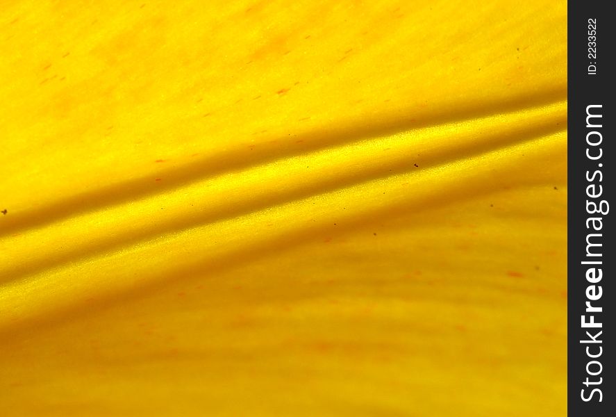 Abstract close up of the yellow tulip. Abstract close up of the yellow tulip