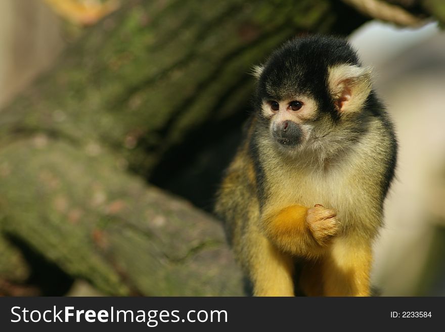 Cute Squirrel Monkey (Samiri Boliviens)