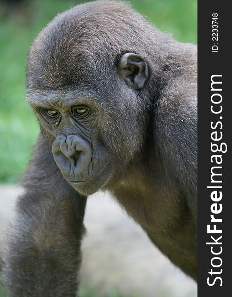 Black baby gorilla looking down