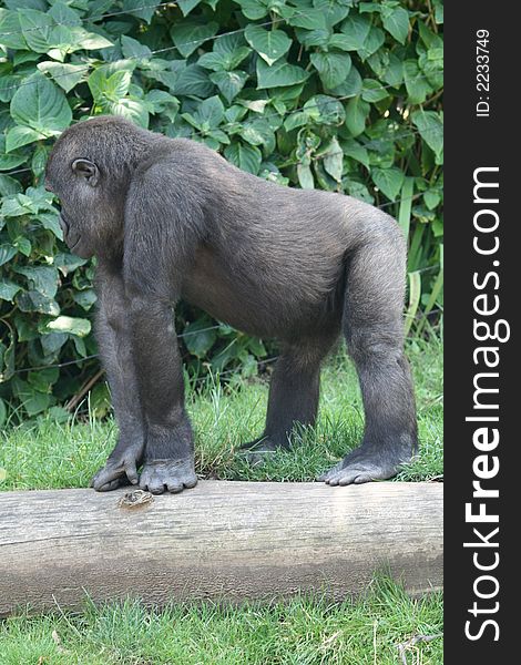 Young gorilla standing on hands and feets